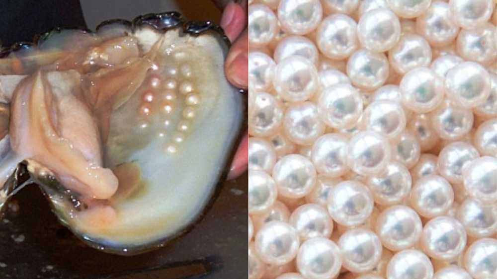 OYSTER TO PEARL
