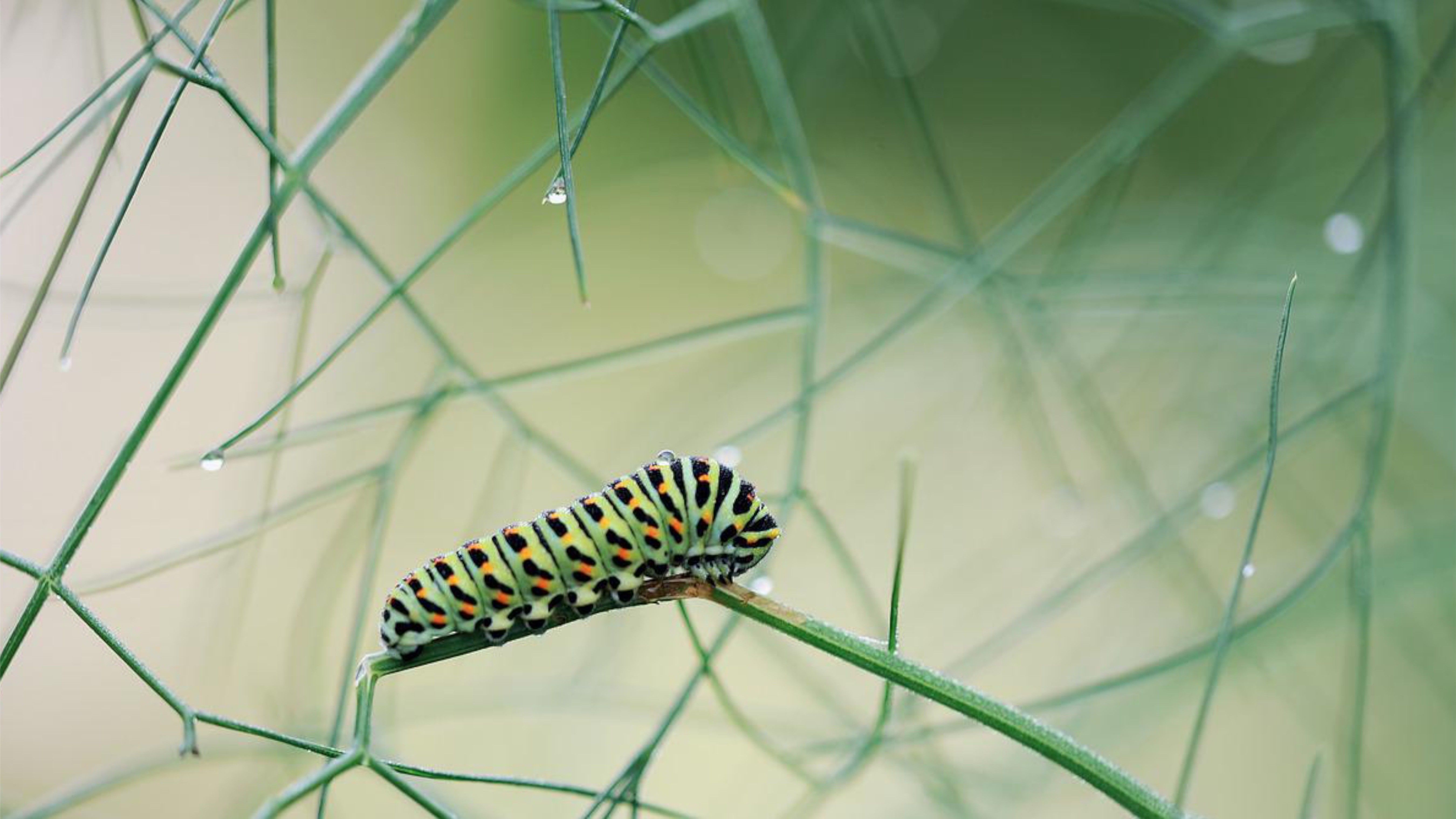 caterpillar munching through greens