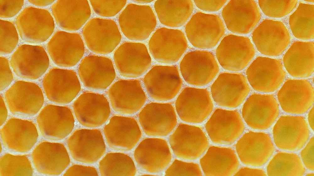 A cross section of a perfect honeycomb result depicting the passion of the bees
