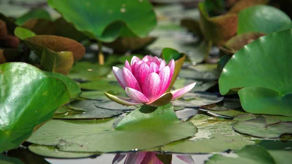 A pink lotus pod emerging in a lake 