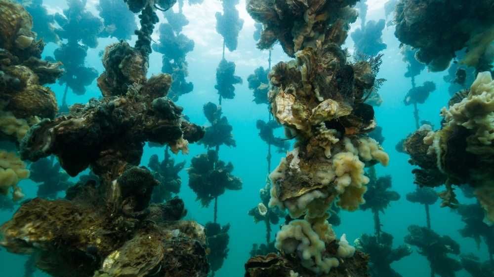 Under water pearl farms with bunches of oysters 